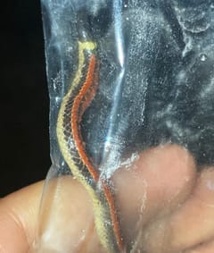 Culebra falso coral